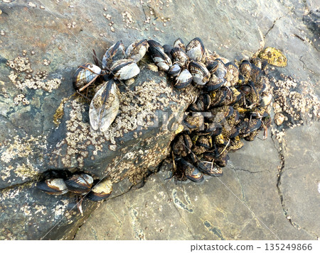 A closeup shot of mussels on coastal rocks during low tide 135249866
