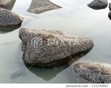 A closeup shot of mussels on coastal rocks during low tide A closeup shot of mussels on coastal rocks during low tide 135249867