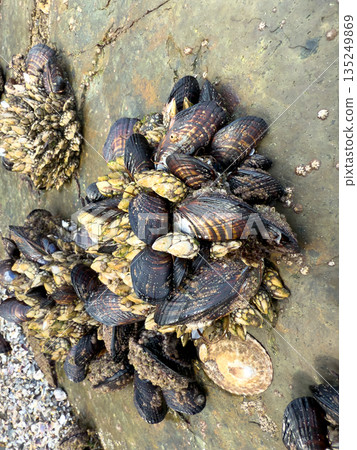 A closeup shot of mussels on coastal rocks during low tide A closeup shot of mussels on coastal rocks during low tide 135249869
