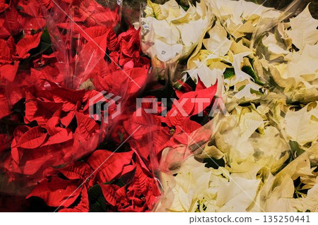 Red and white poinsettias wrapped in clear plastic on a store display. The concept reflects festive mood, celebration, and winter decoration 135250441