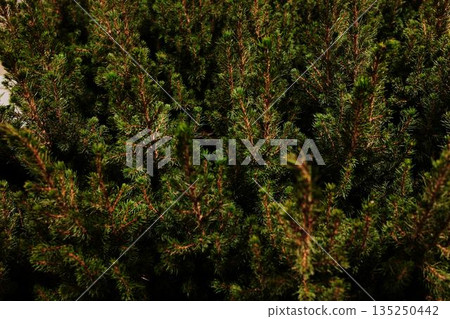 Dense green pine branches filling the frame under soft light. The concept conveys freshness, nature, and holiday atmosphere Dense green pine branches filling the frame under soft light. The concept conveys freshness, nature, and holiday atmosphere 135250442