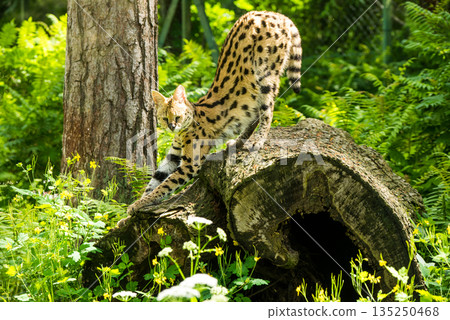 Serval Leptailurus serval African wild cat Serval Leptailurus serval African wild cat 135250468