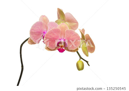 Coral-colored phalaenopsis orchid in bloom. 135250545