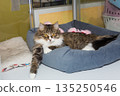 Stray gray cat in the enclosure of an animal shelter 135250546