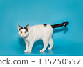 Beautiful white cat with black spots with yellow eyes 135250557