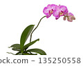 Blooming phalaenopsis orchid is a Arcadia. 135250558