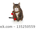 Very handsome and serious grey cat in a red scarf 135250559