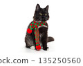 Small black kitten in a red and green scarf 135250560