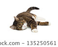 Large grey cat lies in a relaxed position 135250561