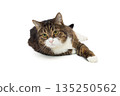 Large grey cat lies in a relaxed position 135250562