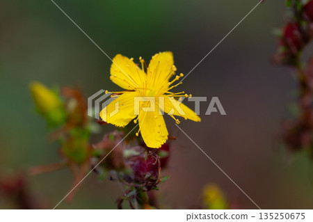 Yellow flowers of common or perforate St John's wort. Close-up of flowering Hypericum perforatum, a medicinal plant growing in the garden. Yellow flowers of common or perforate St John's wort. Close-up of flowering Hypericum perforatum, a medicinal plant growing in the garden. 135250675