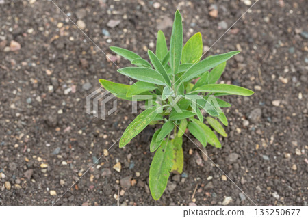 Green leaves of Salvia officinalis. the common sage. a perennial, evergreen subshrub. Young green leaves of a medicinal plant in the garden. Green leaves of Salvia officinalis. the common sage. a perennial, evergreen subshrub. Young green leaves of a medicinal plant in the garden. 135250677