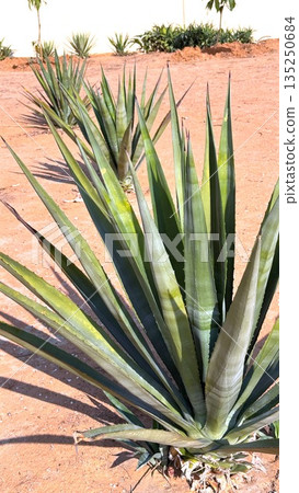 Desert Plants In Geometric Arrangement, Diagonal Line Of Agave Leaves Extends Toward Distant Horizon, Bright Sunlight Highlights Sharpedged Agave Leaves Casting Elongated Shadows On Red Soil Desert Plants In Geometric Arrangement, Diagonal Line Of Agave Leaves Extends Toward Distant Horizon, Bright Sunlight Highlights Sharpedged Agave Leaves Casting Elongated Shadows On Red Soil 135250684