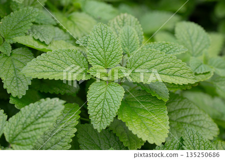 Green leaves of lemon balm melissa officinalis plant in the mint family. Close-up of young leaves of a medicinal plant in a garden. Green leaves of lemon balm melissa officinalis plant in the mint family. Close-up of young leaves of a medicinal plant in a garden. 135250686