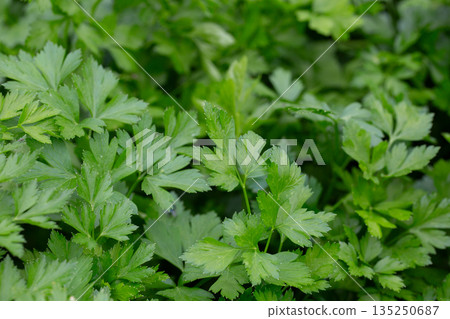 Bright shining green leaves of garden flat-leaf parsley (Petroselinum sativum) in sunlight, growing in organic (bio) private garden in summer. Close up. Bright shining green leaves of garden flat-leaf parsley (Petroselinum sativum) in sunlight, growing in organic (bio) private garden in summer. Close up. 135250687