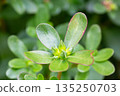 Portulaca oleracea (common purslane, verdolaga, pursley) in field. It is used as traditional Chinese medical herbal, which has cooling and detoxification effect. 135250703