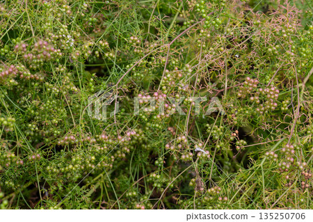The fruits of the medicinal plant Pimpinella Anisum in the garden on a branch, selective focus. The fruits of the medicinal plant Pimpinella Anisum in the garden on a branch, selective focus. 135250706