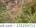 The fruits of the medicinal plant Pimpinella Anisum in the garden on a branch, selective focus. 135250713
