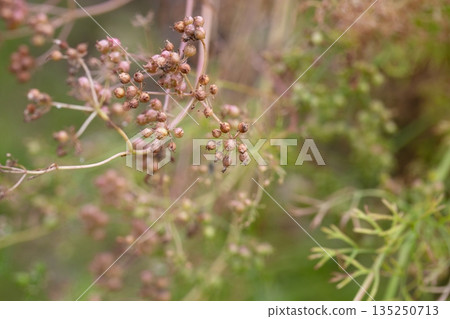 The fruits of the medicinal plant Pimpinella Anisum in the garden on a branch, selective focus. The fruits of the medicinal plant Pimpinella Anisum in the garden on a branch, selective focus. 135250713