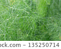 Green leaves of fennel or dill or Foeniculum in the garden. Fennel fruits and essential oil are used in cooking as a spicy seasoning. Green fennel leaves are added to salads. 135250714