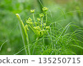Flowers and leaves of fennel or dill or Foeniculum in the garden. Fennel fruits and essential oil are used in cooking as a spicy seasoning. Green fennel leaves are added to salads. 135250715