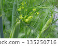 Flowers and leaves of fennel or dill or Foeniculum in the garden. Fennel fruits and essential oil are used in cooking as a spicy seasoning. Green fennel leaves are added to salads. 135250716