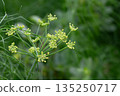 Flowers and leaves of fennel or dill or Foeniculum in the garden. Fennel fruits and essential oil are used in cooking as a spicy seasoning. Green fennel leaves are added to salads. 135250717