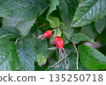 Branches of ripe red rose hips in the forest in autumn. 135250718