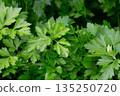 A selective focus shot of leaves of garden parsley 135250720