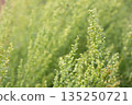 Plant Estragon or Tarragon (Artemisia dracunculus) is a spice used in pickling, canning, and is an excellent seasoning for meat dishes. It has phytoncide properties. 135250721