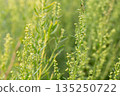 Plant Estragon or Tarragon (Artemisia dracunculus) is a spice used in pickling, canning, and is an excellent seasoning for meat dishes. It has phytoncide properties. 135250722