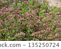 Oregano Origanum vulgare purple violet flowers on nature. A medicinal plant that is also used as a spice; a good honey plant. 135250724