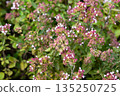 Oregano Origanum vulgare purple violet flowers on nature. A medicinal plant that is also used as a spice; a good honey plant. 135250725