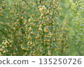 Plant Estragon or Tarragon (Artemisia dracunculus) is a spice used in pickling, canning, and is an excellent seasoning for meat dishes. It has phytoncide properties. 135250726