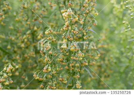 Plant Estragon or Tarragon (Artemisia dracunculus) is a spice used in pickling, canning, and is an excellent seasoning for meat dishes. It has phytoncide properties. Plant Estragon or Tarragon (Artemisia dracunculus) is a spice used in pickling, canning, and is an excellent seasoning for meat dishes. It has phytoncide properties. 135250726