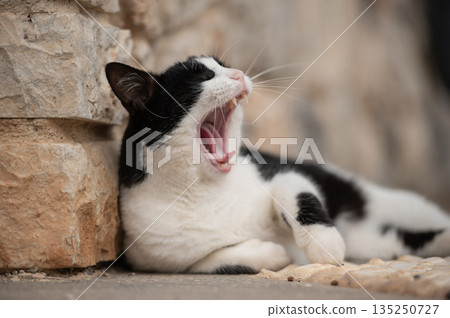 Black and white cat. Yawning stray cat lying outdoor near brick wall Black and white cat. Yawning stray cat lying outdoor near brick wall 135250727