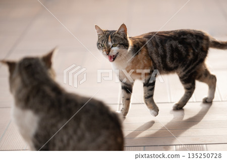 Young cat hisses on another big cat 135250728