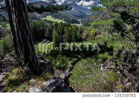 Rural Summer Landscape With Forest, Mountains And Green Pastures In Austria Rural Summer Landscape With Forest, Mountains And Green Pastures In Austria 135250783