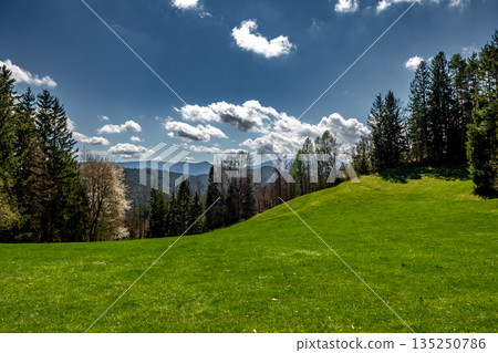 Rural Summer Landscape With Forest And Green Pastures In Austria 135250786