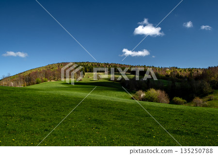 Rural Summer Landscape With Forest And Green Pastures In Austria 135250788
