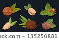 Raw nuts. Almond, cashew and walnut with leaves, vegetarian diet organic snack flat vector illustration set. Delicious nuts on dark background 135250881