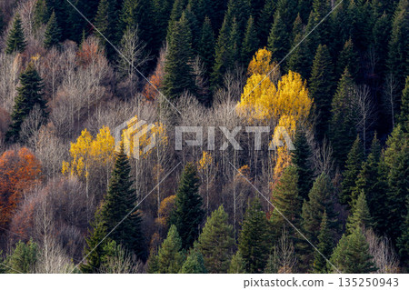 forest with trees in various shades of green and yellow forest with trees in various shades of green and yellow 135250943