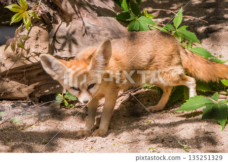 Fennec fox or desert fox, cute little fox in zoo 135251329