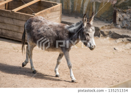 A gray donkey standing in a wooden farm. Domestic livestock animal A gray donkey standing in a wooden farm. Domestic livestock animal 135251334