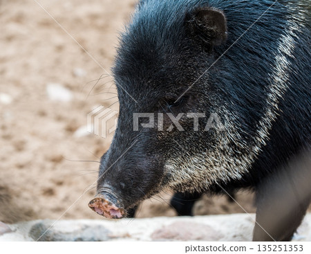 Collared Peccary Pecari tajacu close portrait Collared Peccary Pecari tajacu close portrait 135251353