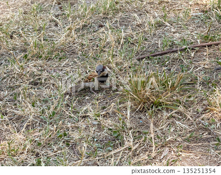 Sparrow standing on dry grass in natural environment. Wildlife, bird watching and outdoor observation of small animal species. Sparrow standing on dry grass in natural environment. Wildlife, bird watching and outdoor observation of small animal species. 135251354