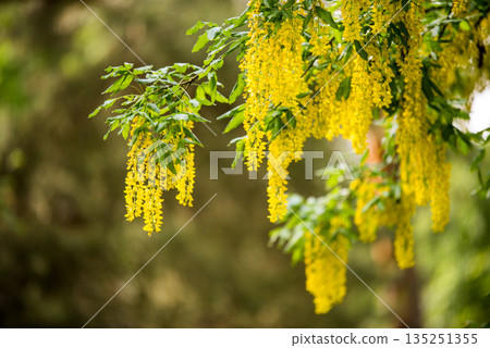 Golden rain tree branch with yellow flowers. Koelreuteria paniculata 135251355