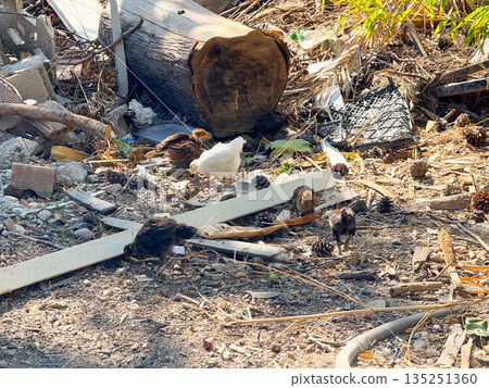 Group of small chicks walking on dry ground with scattered debris. Growth, survival and rural poultry farming environment with natural outdoor setting. 135251360