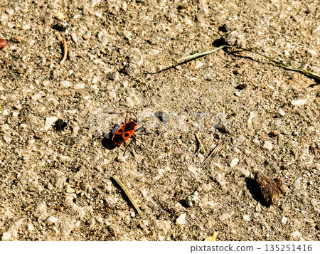 Pyrrhocoris apterus firebug with red and black markings crawling on concrete ground. Insect species, entomology, and natural wildlife presence in urban environment. 135251416