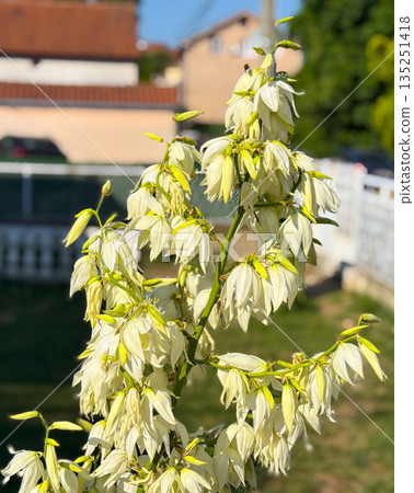 Close-up Yucca filamentosa plant with white bell-shaped flowers blooming in summer sunlight. Ornamental garden plant, exotic vegetation, and seasonal biodiversity in Belgrade. 135251418